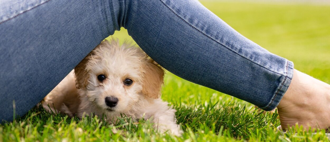 Kvinna med jeans tillsammans med hund