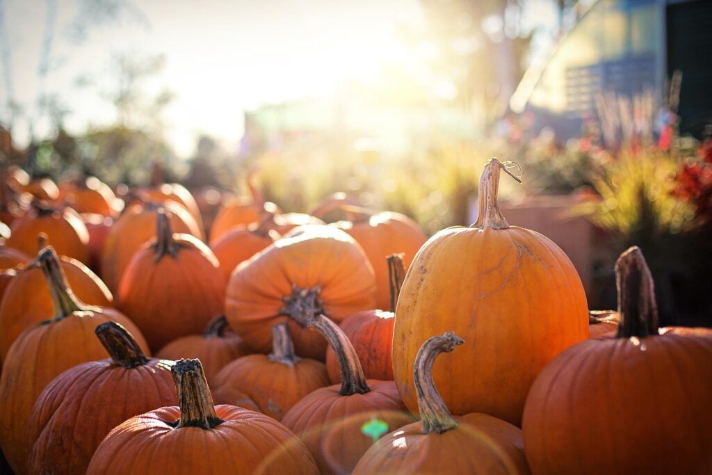 halloween pumpor